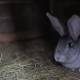 Cute Rabbit with Long Ears in the Wooden Cage Filled with Hay - VideoHive Item for Sale