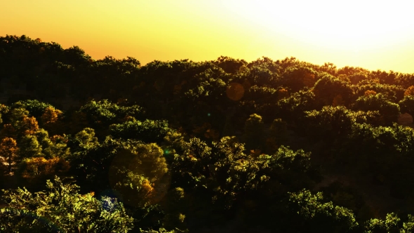 Tropical Palm Forest at Sunset alt