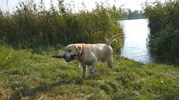 Labrador Walking Out of River. Dog Fetching Stick From the Water alt