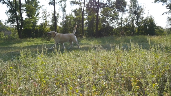 Dog Breed Labrador or Golden Retriever Running with Stick in Mouth and Wagging Tail Outdoor alt