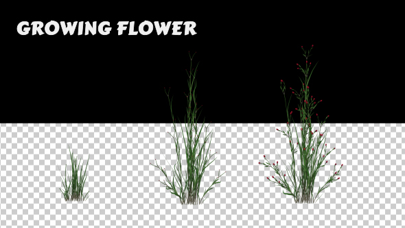 Growing Flower alt