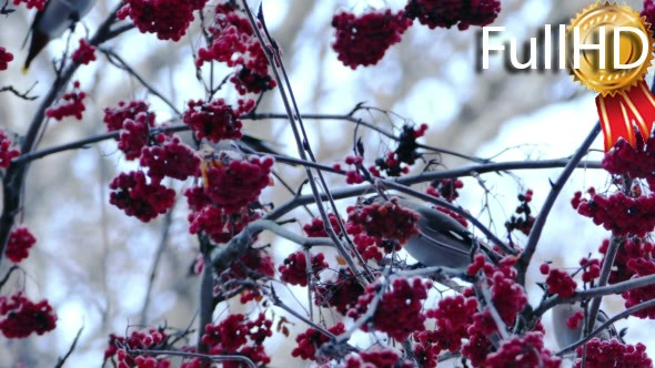 Bohemian Waxwing (Bombycilla Garrulus) Birds