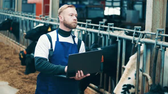 Male Specialist with a Laptop is Examining the Cow Farm