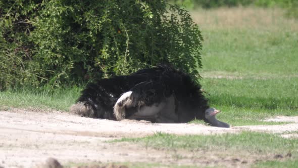 Ostrich laying on the ground 