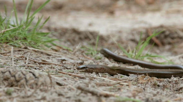 Limbless Lizard Look Like a Snake. The Anguis Fragilis, or Slow Worm