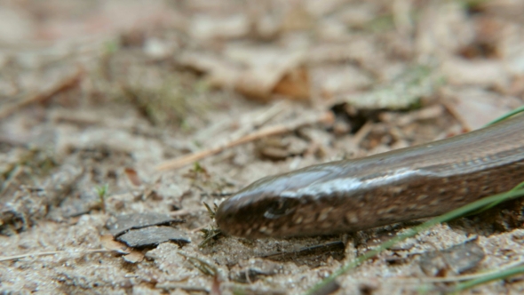 Limbless Lizard Look Like a Snake