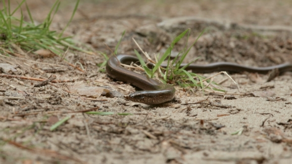 The Anguis Fragilis or Slow Worm Is a Limbless Lizard