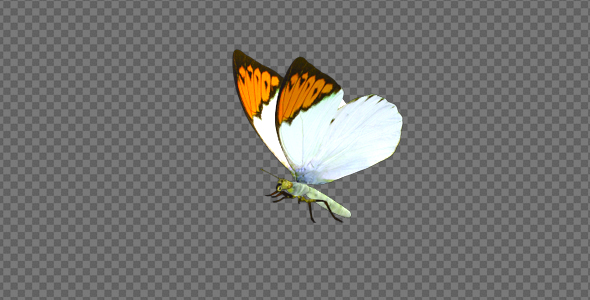 Flying Butterfly - Asian Orange Tip