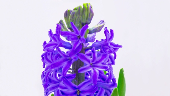 Blue Hyacinth Flower Blooming