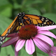 Monarch Butterfly - VideoHive Item for Sale