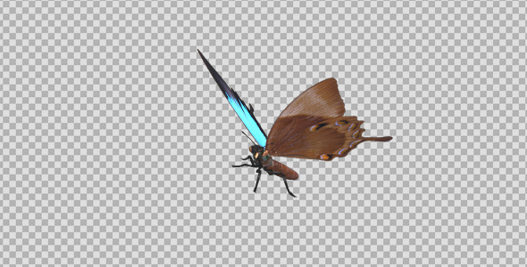 Flying Butterfly - Asian Peacock Royal