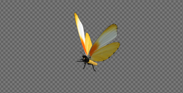 Flying Butterfly - African Dotted Border