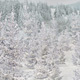 Winter Forest - VideoHive Item for Sale