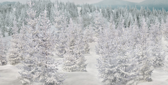 Winter Forest