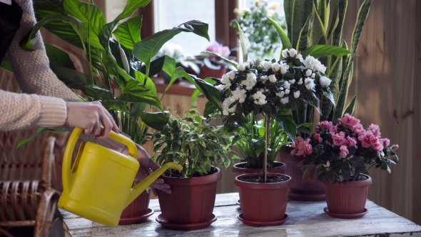 Young Woman Watering Flowers Inside Home