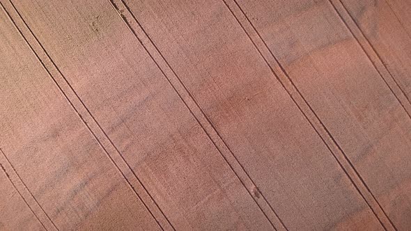 Yellow wheat field, top view alt