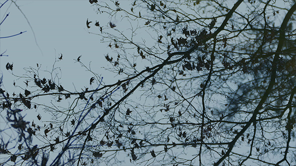 Tree Reflection In Pool With Raindrops Rippling