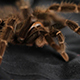 Spider on Black Сloth - VideoHive Item for Sale