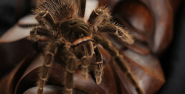 Spider on mask