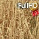 Ripe Yellow Wheat Ears in a Summer Day - VideoHive Item for Sale