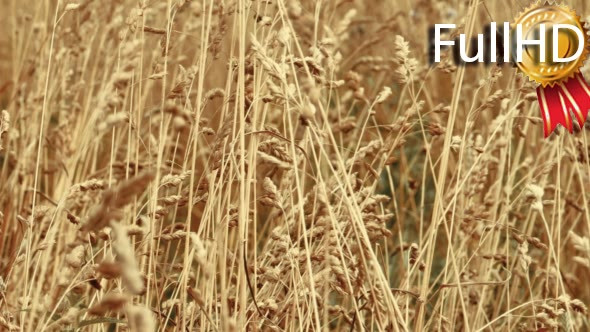 Ripe Yellow Wheat Ears in a Summer Day