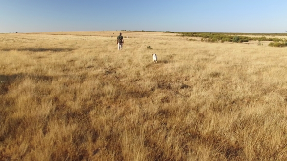 Pointer Pedigree Dogs Running with Hunter Over Wheat Field