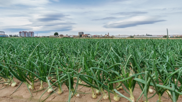 Onion Field in the City 