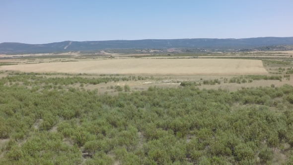 Entering Wheat Field, Aerial View