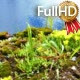 Moss and Flowers at Lake Shore - VideoHive Item for Sale