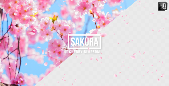 Sakura | Cherry Blossom alt