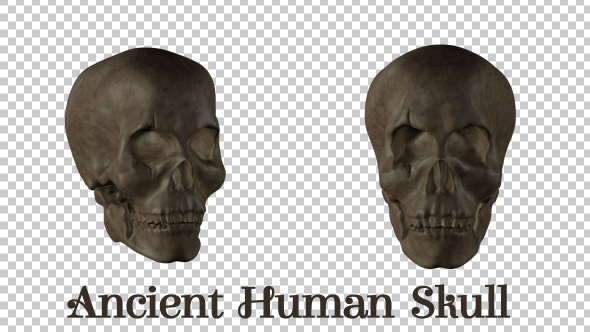 Ancient  Human  Skull