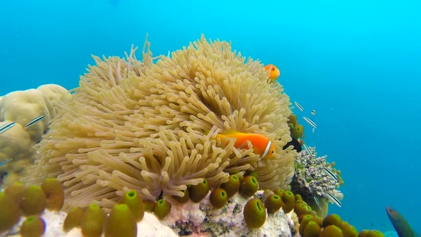 Ocean Scenery on Shallow Coral Reef. Underwater Video of the Ocean. Small Fish Swim Erratically and