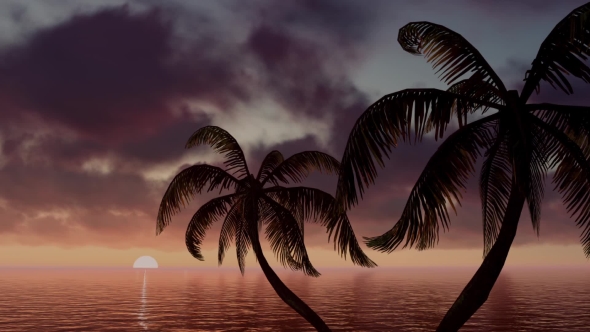 Palm Trees At Dawn of Day