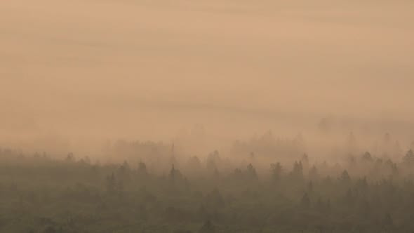 Foggy Dawn Over Forest