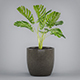 Monstera Potted Plant - 3DOcean Item for Sale