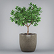Potted Bonsai Tree - 3DOcean Item for Sale