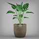 Potted Tropical Plant - 3DOcean Item for Sale