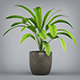 Potted Banana Plant - 3DOcean Item for Sale