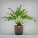 Potted Kentia Palm Plant - 3DOcean Item for Sale