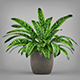 Potted Peace Lily Plant - 3DOcean Item for Sale