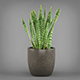 Potted Tropical Snake Plant - 3DOcean Item for Sale