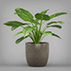 Potted Arrowhead Plant - 3DOcean Item for Sale