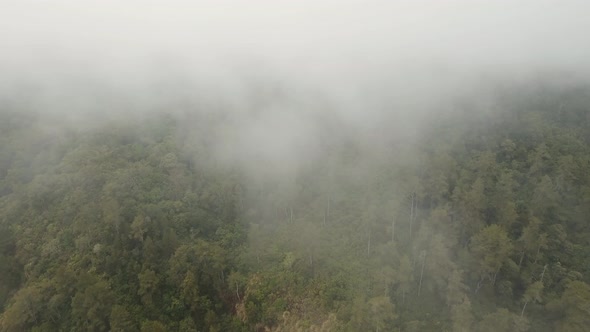 Rainforest in the Fog and Clouds. Bali, Indonesia.