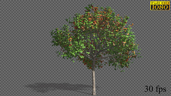 Growing Seasons Tree alt