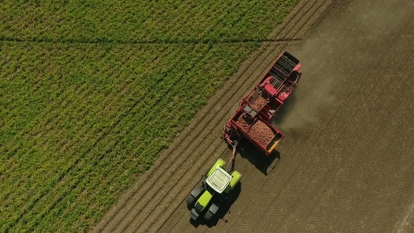 Potato Harvesting by Mechanical Means in the Field, Aerial View