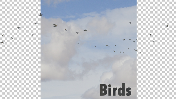 Flying Birds Free After Effects Templates Official Site Videohive 