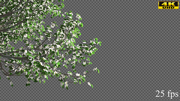 Branch Of A Blossoming Tree alt