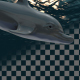 Dolphins - VideoHive Item for Sale