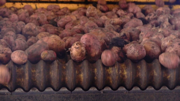 Potatoes on a Conveyor Belt