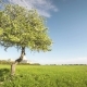 Single Blossoming Apple Tree with Clouds - VideoHive Item for Sale